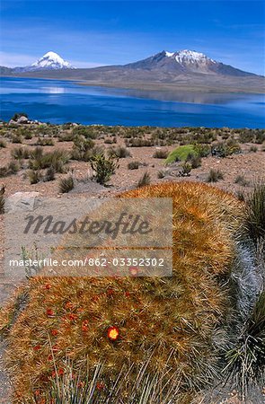 Chili, Nevados de Payachata. Cactus fleur le long des rives du lac Chungara dans le Parc National de Lauca, nord du Chili.