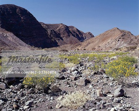 After a rain shower,shrubs of the Pea family (Papilionoideae) give a splash of colour to the forbidding landscape near Ghoubbet el Kharäb (the Devil's Throat),a region of high seismic activity where deep fractures in the lava continue to widen year by year.