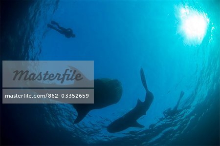 Djibouti,Bay of Tadjourah. Two Whale Shark (Rhincodon typus) silhouetted near the surface in the Bay of Tadjourah accompanied by two snorkellers.