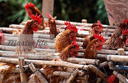 Linearführung mit Hühnern auf dem Markt in Saquisili, Cotapaxi Provinz, Ecuador