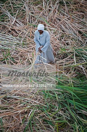 A farmer harvests sugar cane on the banks of the Nile,Egypt