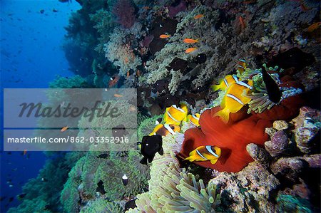 Égypte, mer rouge. Un groupe de clowns Two-Banded (Amphirion bicinctus) partagent une anémone (Stichodactylidés magnifica)