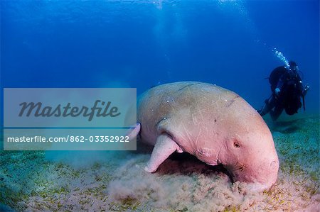 Egypt,Red Sea. An underwater cameraman films a Dugong (Dugong dugon)