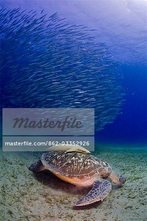 Égypte, mer rouge. Une tortue verte (Chelonia mydas) repose entre les herbiers marins dans la mer rouge, avec un banc de barracudas petites