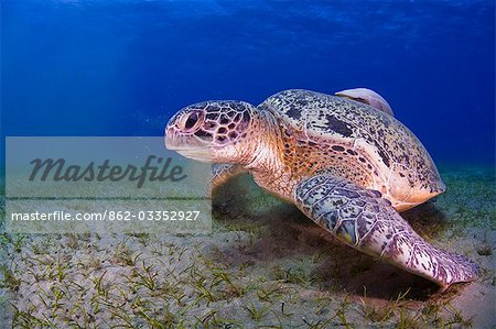 Égypte, mer rouge. Une tortue verte (Chelonia mydas) Égypte, mer rouge. Une tortue verte (Chelonia mydas)