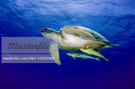 Égypte, mer rouge. Une tortue verte (Chelonia mydas) Égypte, mer rouge. Une tortue verte (Chelonia mydas)