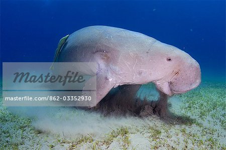 Egypt,Red Sea. A Dugong (Dugong dugon) swims in the Red Sea.