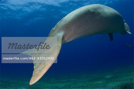 Egypt,Red Sea. A Dugong (Dugong dugon) swims in the Red Sea.