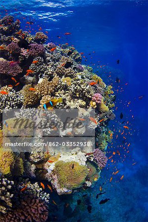 Egypt,Red Sea. A dazzling array of corals and fish in the clear waters of the Red Sea Egypt,Red Sea. A dazzling array of corals and fish in the clear waters of the Red Sea