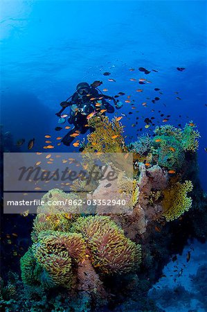 Egypt,Red Sea. A Diver explores the coral gardens at St. John's Reef in the Egyptian Red Sea Egypt,Red Sea. A Diver explores the coral gardens at St. John's Reef in the Egyptian Red Sea