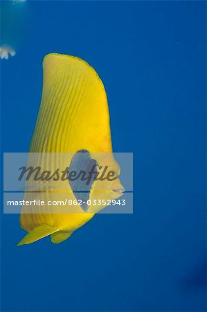 Égypte, mer rouge. Une mer rouge ou poisson-papillon masqué (Chaetodon semilarvatus) Égypte, mer rouge. Une mer rouge ou poisson-papillon masqué (Chaetodon semilarvatus)