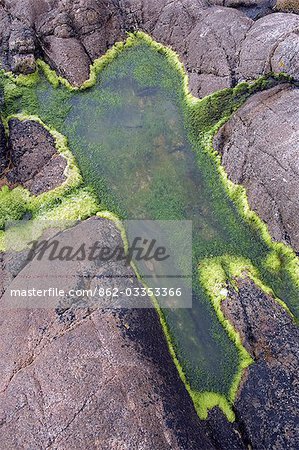 Laitue de mer lignes une piscine au bord de la vallée de Cot, Cornouailles, Angleterre Laitue de mer lignes une piscine au bord de la vallée de Cot, Cornouailles, Angleterre