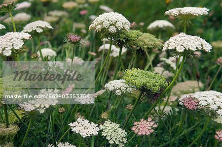 Têtes de fleurs sauvages dans la vallée de Cot, Cornouailles, Angleterre