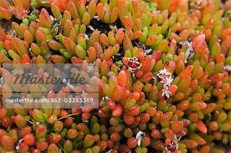 Les roches sur les falaises le long de la côte de Cornouaille, Cornwall, Angleterre de tapis de fleurs succulentes