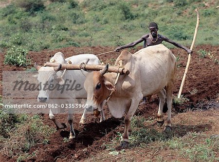 Un homme de Konso laboure sa terre avec deux bœufs attelés. En l'absence de méthodes agricoles modernes, une latte en bois sert de sa charrue. Les méthodes agricoles traditionnelles sont largement utilisés en Ethiopie...