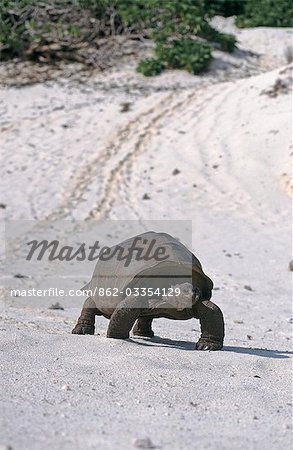 A Giant Tortoise lumbers down a sandy beach on Aldabra.