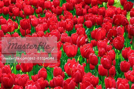 Spain,Madrid,Tulips