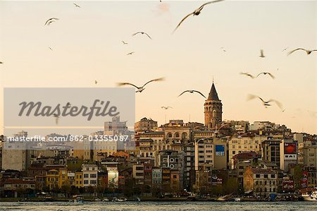 Troupeau de mouettes au-dessus de la corne d'or, Istanbul, avec la tour de Galata en arrière-plan.