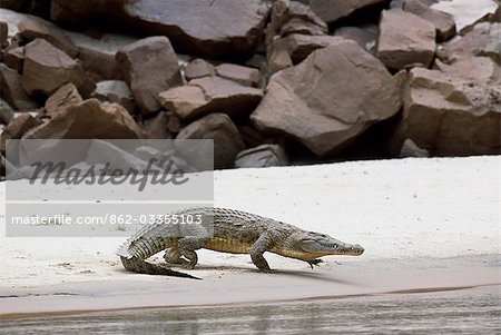 A crocodile on a sandbank in Stiegler's Gorge,Rufiji river A crocodile on a sandbank in Stiegler's Gorge,Rufiji river
