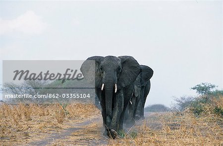 Un éléphant de la matriarche jeunes mène son petit groupe familial
