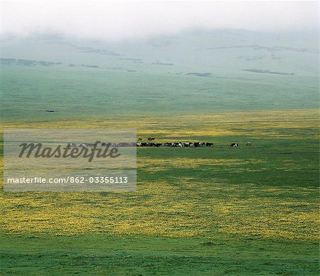 Maasai paît leur bétail dans les pâturages luxuriants au pied du Ngorongoro Highlands. .