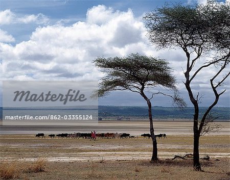 Datoga éleveurs bovins de leur famille au bord du lac Balangida Lelu, un lac alcalin saisonnier situé au sud du lac Eyasi, dans le nord de la Tanzanie en voiture. Balang'ida dans la langue de Datoga signifie « sel ».Le Datoga (connu pour leurs voisins Maasai comme le Mang'ati et le Iraqw comme Babaraig) vivent dans le nord de la Tanzanie et sont principalement des éleveurs.