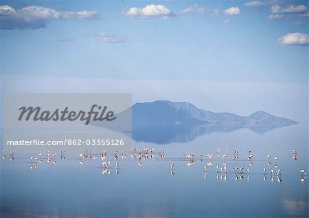 En fin d'après-midi, flamants nourrissent Lac Natron avec volcan Shompole (situé sur la frontière du Kenya et Tanzanie) à la distance à l'extrémité nord du lac. Lac Natron est une de la plus alcaline du système du Rift encore flamants se reproduisent là chaque année.