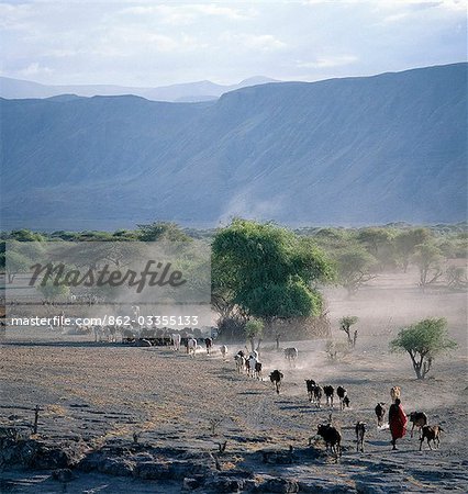 Éleveurs Maasai conduire leur bétail domestique en fin d'après-midi sur le sol volcanique poussiéreux à la base de la paroi ouest du Gregory Rift, qui domine le paysage dans ce coin reculé du Nord de la Tanzanie.