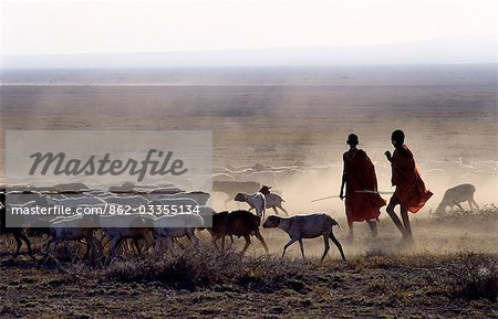 In the early morning,a Maasai herdsboy and his sister drive their family's flock of sheep across the friable,dusty plains near Malambo in northern Tanzania.