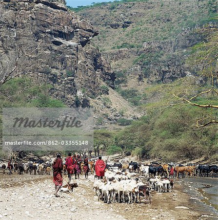 Maasai livestock watering at the seasonal Sanjan River,which rises in the Gol Mountains of northern Tanzania.