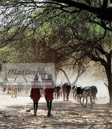 Deux guerriers Maasai, spears sur leurs épaules, laissent les banques poussiéreuses friables du fleuve Sanjan après abreuver leur bétail.