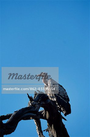 Whitebacked vulture (Gyps africanus) Whitebacked vulture (Gyps africanus)