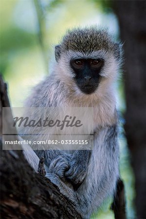 Blackfaced Vervet monkey