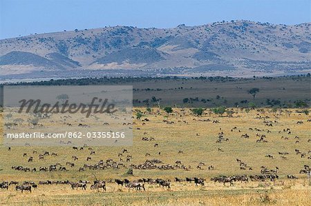 Grands troupeaux de gnous barbe blanche, l'avant-garde de la migration annuelle, dans les plaines du Serengeti ouest