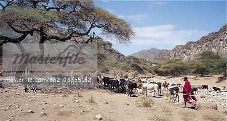 Maasai pastoralists water their livestock at the seasonal Sanjan River,which rises in the Gol Mountains of northern Tanzania.