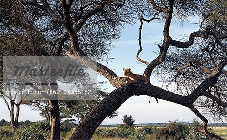 Une lionne surveille depuis un perchoir à l'aise dans un énorme Acacia tortilis arbre dans le Parc National de Tarangire.