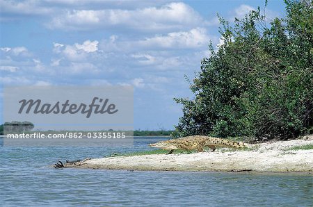 A huge Nile crocodile heads for water in Lake Tagalala,which is nourished by the floodwaters of the Rufiji River. The Selous Game Reserve covers 48,000 square kilometres and is one of the largest protected areas in the world. Declared a World Heritage Site in 1982,Selous is arguably one of Africa's most pristine wildernesses.