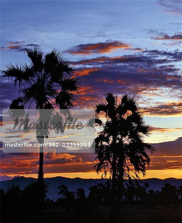 Coucher du soleil avec la silhouette des palmiers Doum.L'escarpement de Manyara un mur occidental de la vallée du Grand Rift de l'Afrique est clairement visible dans le fond...