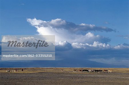 With storm clouds gathering over the Ngorongoro Highlands,A Datoga woman and her son drive their family's livestock home in the late afternoon across the grassy plains west of the Lake Manyara National Park.