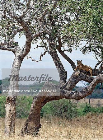 Une lionne enquêtes son entourage d'un perchoir à l'aise dans un arbre dans le Parc National de Tarangire.