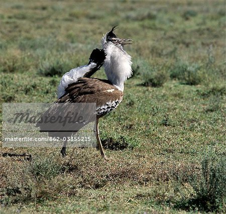 A male Kori bustard displays to its mate. In so doing,it inflates its throat ruff and chest,lowers it wings and lifts its tail to reveal a mass of soft white undertail-coverts.
