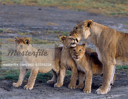 A lioness is given an enthusiastic welcome by her three cubs. A lioness is given an enthusiastic welcome by her three cubs.