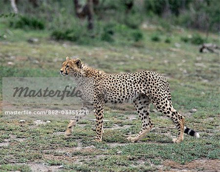 Un guépard marches avec lassitude que lentement et attentivement traque ses proies.