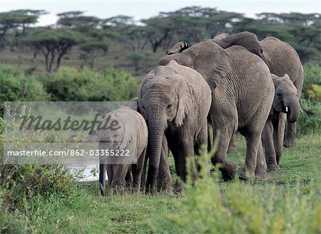 Un troupeau d'éléphants se déplace en file indienne, après avoir bu dans un bassin d'eau douce près de lac Ndutu, un lac saisonnier que les frontières le nombre Serengeti National Park.A des éléphants dans cette région est privé, une anomalie génétique qui ne semble pas leur nuire.