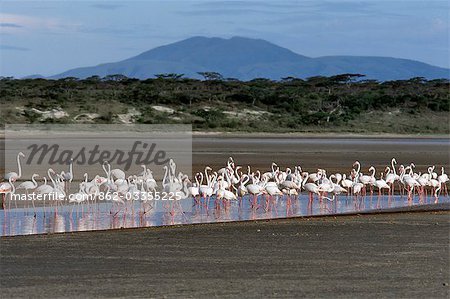 A shaft of sunlight in the late afternoon brings out the magnificent coral pink colour of Greater Flamingos feeding in shallow water surrounded by the mud flats of seasonal Lake Ndutu.