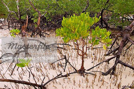 Mangrove,Fundu Lagoon Resort,Pemba Island,Zanzibar,East Africa