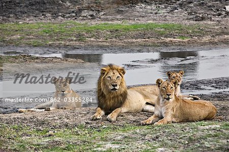 Tansania, Katavi-Nationalpark. Ein Löwenrudel am Katuma-Fluss im Katavi-Nationalpark.