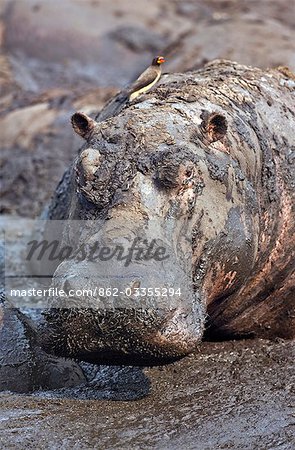 Tanzania,Katavi National Park. A hippo basks in a mud wallow as the Katuma River dries at the end of the long dry season in the Katavi National Park.