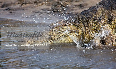Tanzanie, Parc National de Katavi. Un gros crocodile du Nil se plonge dans la rivière Katuma.