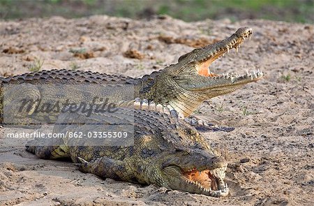 Tanzanie, Parc National de Katavi. Grands crocodiles du Nil se dorer au soleil sur les rives de la rivière Katuma.
